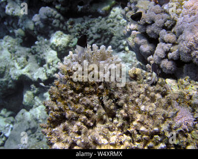 Bicolor (Extracteurs Centruroides bicolor) en Mer Rouge, Egypte Banque D'Images