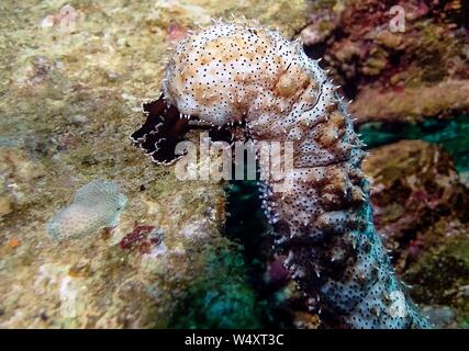 Épinoche tachetée de concombre de mer (Pearsonothuria graeffei) Banque D'Images