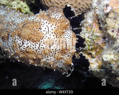 Épinoche tachetée de concombre de mer (Pearsonothuria graeffei) Banque D'Images