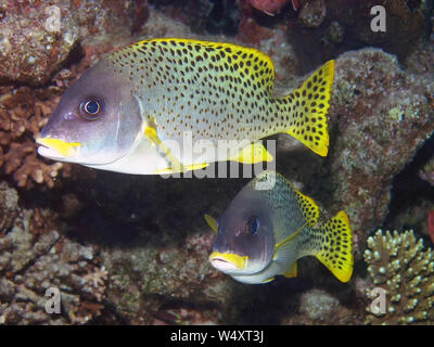 Sweetlips Plectorhinchus gaterinus Épinoche tachetée () en Mer Rouge, Egypte Banque D'Images