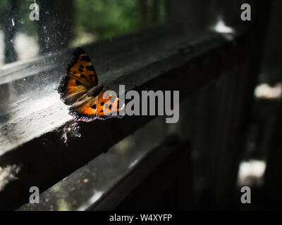 Papillon lumineux à Tchernobyl Banque D'Images