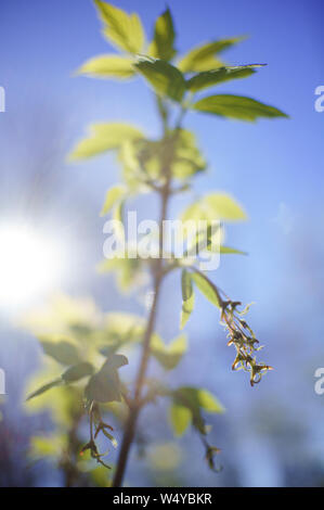 Arbuste vert sur fond bleu avec sun flare. Ciel bleu. Les jeunes bush et ciel avec la lumière du soleil. Arbuste en fleurs in soft focus Banque D'Images