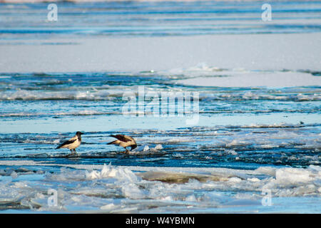 Les oiseaux noirs marcher sur la surface du cristal de la rivière. Bec-de-Corbeau sur neige banquise. Des morceaux de glace flottant sur la rivière. Au début du printemps à la dérive. Banque D'Images