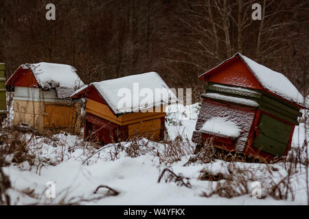 La neige a couvert trois obliques, abandonnés, bee-hives dans un champ cultivé près de la forêt. Banque D'Images