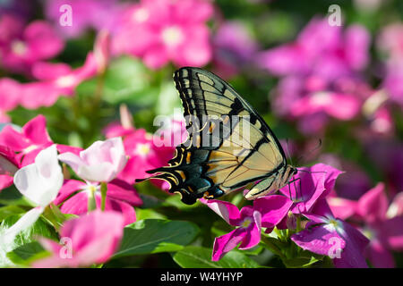 L'est un machaon Tigre prend nectar de violet, rose, magenta, blanc et fleurs dans un jardin d'été Banque D'Images