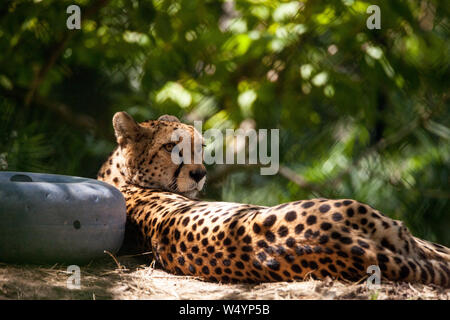 Femme Guépard Acinonyx jubatus big cat se détend dans la chaleur. Banque D'Images