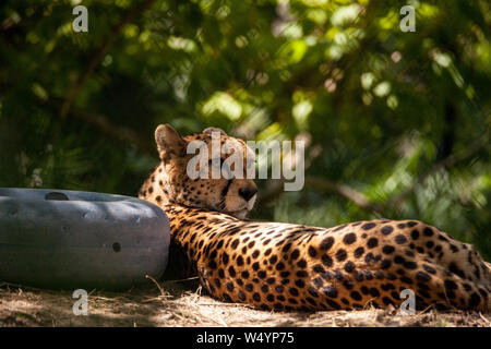 Femme Guépard Acinonyx jubatus big cat se détend dans la chaleur. Banque D'Images