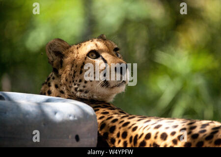 Femme Guépard Acinonyx jubatus big cat se détend dans la chaleur. Banque D'Images