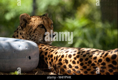 Femme Guépard Acinonyx jubatus big cat se détend dans la chaleur. Banque D'Images