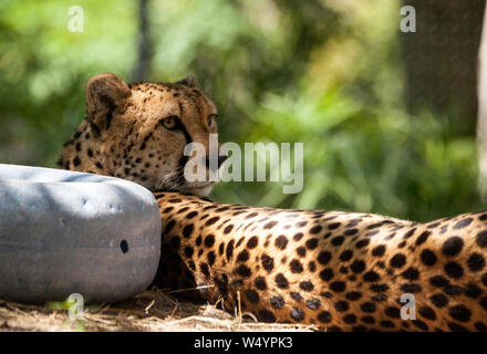 Femme Guépard Acinonyx jubatus big cat se détend dans la chaleur. Banque D'Images