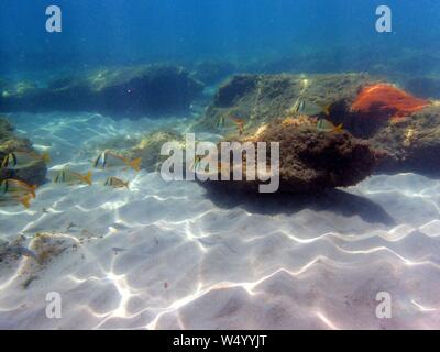 Une Porkfish entre la roche et les récifs coralliens de l'océan Atlantique. Banque D'Images