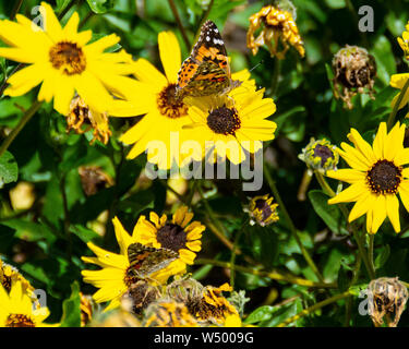 Libre d'un papillon belle dame perché sur une Californie brittlebush fleur. Banque D'Images