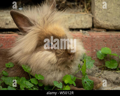 Un mignon lapin nain brun (lions head) reposant dans l'herbe Banque D'Images