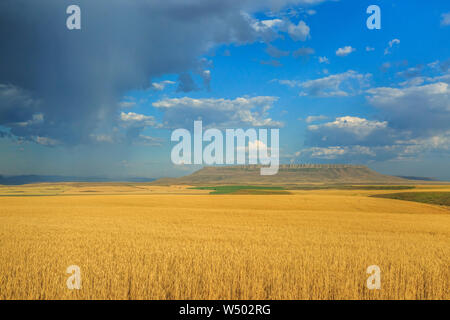 Douche de pluie au-dessus des champs de blé et d'équerre butte près de Ulm, Montana Banque D'Images