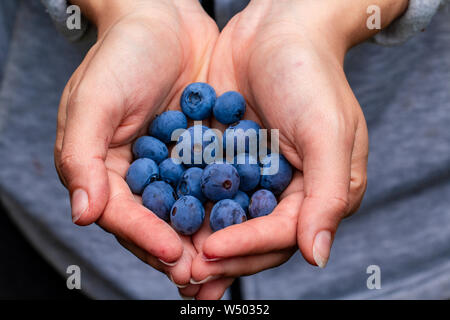 Hand holding freshly picked blueberries Banque D'Images