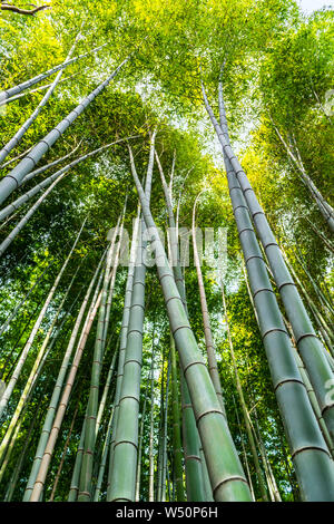 Beau vert forêt de bambou, célèbre lieu touristique au Japon, Kyoto Arashiyama, arrière-plan, Banque D'Images