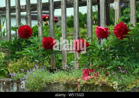La pivoine. Belle floraison de fleurs d'été lumineux de la famille vivaces Banque D'Images