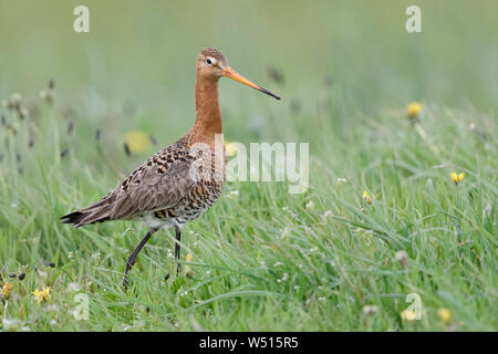 Barge à queue noire / Uferschnepfe ( Limosa limosa), oiseau échassier aux longues jambes, marcher si une floraison printanière prairie pissenlit, de la faune, de l'Europe. Banque D'Images