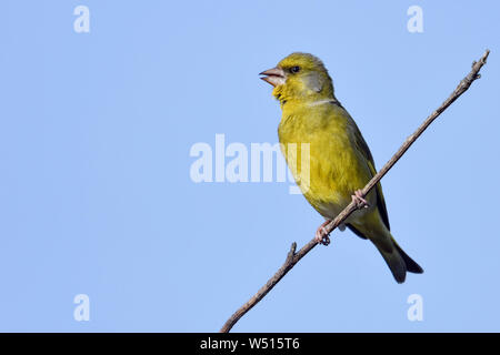 European Greenfinch Grünfink Carduelis chloris ( / ), homme oiseau en robe de reproduction, perché au sommet d'un buisson, chant, ciel bleu, de la faune, de l'Europe. Banque D'Images