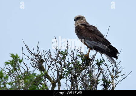 Western Marsh Harrier Rohrweihe / ( Circus aeruginosus ), mâle adulte, perché au sommet d'un aîné bush, regardant de l'alimentation, de l'oiseau de proie, de la faune, Eur Banque D'Images