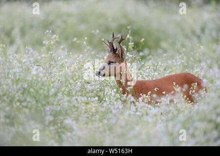 Roe Deer / Reh ( Capreolus capreolus ), fort agréable avec buck antlers, debout, se cachant dans un fleurissement printanier pré, une mer de fleurs, Banque D'Images