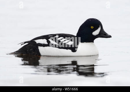 Garrot d'islande / Spatelente (Bucephala islandica ) en hiver, natation, une plus grande région de Yellowstone, aux États-Unis. Banque D'Images