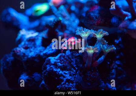 Beaux coraux colorés et dans un aquarium marin. Banque D'Images