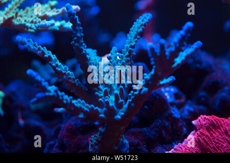 Beaux coraux colorés et dans un aquarium marin. Banque D'Images