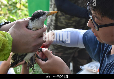 Ningbo. Le 25 juillet, 2019. Un bébé oiseau suspecte d'être un Chinois à Crête de Dougall est trouvé à Jiushan island nature reserve dans l'est de la Chine, la province du Zhejiang, le 25 juillet 2019. Du 24 juillet au 26 juillet, un total de 34 chinois et américains des chercheurs et des bénévoles d'oiseaux bagués le cormoran à sternes dans Jiushan island nature reserve d'en apprendre davantage sur les habitudes de migration des oiseaux, dont certains sont des sternes chinois à crête, la plus menacée de espèces de sternes. De nos jours, la population de sternes chinois rare a dépassé 100. Credit : Zhu Han/Xinhua/Alamy Live News Banque D'Images