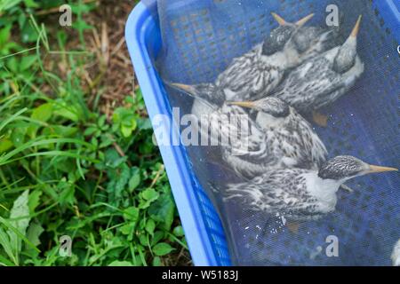 Ningbo. Le 25 juillet, 2019. Oiseaux de bébé de la sterne huppée sont vus à Jiushan island nature reserve dans l'est de la Chine, la province du Zhejiang, le 25 juillet 2019. Du 24 juillet au 26 juillet, un total de 34 chinois et américains des chercheurs et des bénévoles d'oiseaux bagués le cormoran à sternes dans Jiushan island nature reserve d'en apprendre davantage sur les habitudes de migration des oiseaux, dont certains sont des sternes chinois à crête, la plus menacée de espèces de sternes. De nos jours, la population de sternes chinois rare a dépassé 100. Credit : Yin Xiaosheng/Xinhua/Alamy Live News Banque D'Images