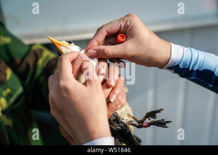 Ningbo. Le 25 juillet, 2019. Un membre du personnel prend une plume d'une sterne huppée pour l'analyse d'ADN à Jiushan island nature reserve dans l'est de la Chine, la province du Zhejiang, le 25 juillet 2019. Du 24 juillet au 26 juillet, un total de 34 chinois et américains des chercheurs et des bénévoles d'oiseaux bagués le cormoran à sternes dans Jiushan island nature reserve d'en apprendre davantage sur les habitudes de migration des oiseaux, dont certains sont des sternes chinois à crête, la plus menacée de espèces de sternes. De nos jours, la population de sternes chinois rare a dépassé 100. Credit : Yin Xiaosheng/Xinhua/Alamy Live News Banque D'Images