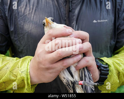 Ningbo. Le 25 juillet, 2019. Un volontaire est titulaire d'un bébé oiseau de la sterne huppée à Jiushan island nature reserve dans l'est de la Chine, la province du Zhejiang, le 25 juillet 2019. Du 24 juillet au 26 juillet, un total de 34 chinois et américains des chercheurs et des bénévoles d'oiseaux bagués le cormoran à sternes dans Jiushan island nature reserve d'en apprendre davantage sur les habitudes de migration des oiseaux, dont certains sont des sternes chinois à crête, la plus menacée de espèces de sternes. De nos jours, la population de sternes chinois rare a dépassé 100. Credit : Yin Xiaosheng/Xinhua/Alamy Live News Banque D'Images