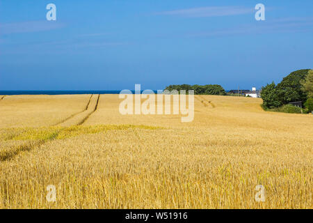 25 juillet 2019 un champ d'orge d'or avec empreinte de tracteur sur une ferme côtière dans Groomsport près de Bangor Northern Ireland. Prises sur une journée très chaude. Banque D'Images