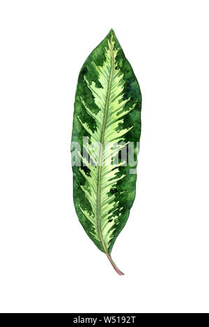 Maranta striped leaf isolated on white illustration aquarelle peinte à la main, l'élément de conception de carte de visite, invitation, le motif Banque D'Images