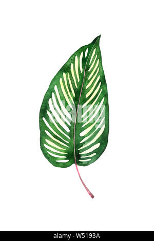 Maranta striped leaf isolated on white illustration aquarelle peinte à la main, l'élément de conception de carte de visite, invitation, le motif Banque D'Images