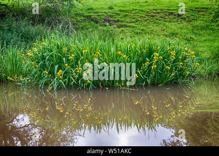 Grand drapeau jaune Iris pseudacorus plante de l'eau à bord de rivière avec réflexion Banque D'Images