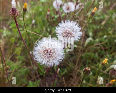 Close-up of white fleurs de pissenlit contre floral background brouillée. Banque D'Images