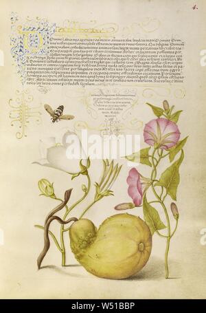 Voler ou Blister Beetle, Willow Bellflower, Gourd, et le liseron, Joris Hoefnagel (/ hongrois, 1542 - 1600), et Georg Bocskay (Hongrois, est mort en 1575), Vienne, Autriche, 1561 - 1562, 1591 - 1596 ajouter l'éclairage, d'aquarelles, d'or et d'argent, peinture et encre sur parchemin, feuille : 16,6 x 12,4 cm (6 9/16 x 4 7/8 po Banque D'Images