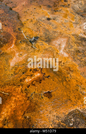 Biscuit Basin, Parc National de Yellowstone, Wyoming. Banque D'Images