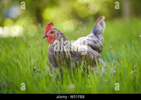 Free-running intérieur gris Poulet (Gallus gallus domesticus), plus vert, femme, pré, Autriche Banque D'Images