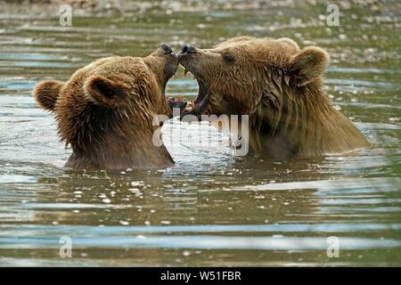 Deux ours bruns (Ursus arctos) se baigner dans l'étang, France Banque D'Images