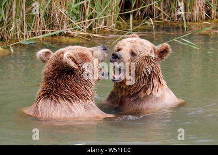 Deux ours bruns (Ursus arctos) se baigner dans l'étang, France Banque D'Images