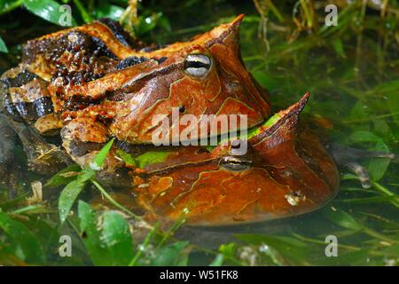 La grenouille cornue d'Amazonie (Ceratophrys cornuta), paire l'accouplement dans l'eau, la Guyane française Banque D'Images