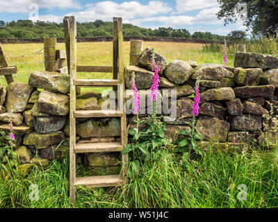 Digitales par un montant sur un mur en pierre sèche près de Brimham Rocks dans Nidderdale North Yorkshire Angleterre Banque D'Images