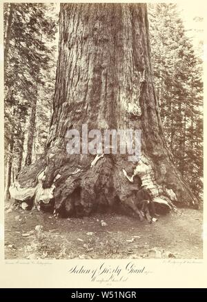 L'article de grizzly géant, 101 ft. circ., Mariposa Grove, calcarea, Thomas Houseworth & Company, Carleton Watkins (américain, 1829 - 1916), ou C.L. La lutte contre les mauvaises herbes (américain, 1824 - 1903), ou Eadweard J. Muybridge (Américain, né en Angleterre, 1830 - 1904), Négatif 1863 - 1864, 1872, impression à l'albumine argentique, 53 x 40,2 cm (20 7/8 x 15 13/16 in Banque D'Images