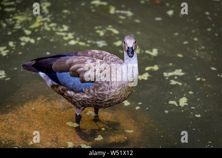 Blue-winged Goose à Slimbridge Banque D'Images