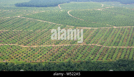 Vue aérienne de la plantation de palmiers à huile à Selangor, Malaisie Banque D'Images