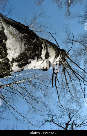 Bouleau noir et blanc texture du tronc et des branches sans feuilles sur fond de ciel bleu de printemps, vue du sol au ciel Banque D'Images