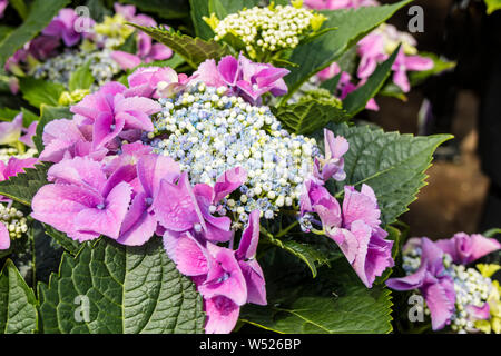 Close up of lase-cap Macrophylla Hydrangea Teller fleurs bleues. Banque D'Images