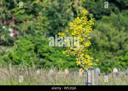 Arbre avec de petits arbres nouvellement plantés autour de la protection. Banque D'Images